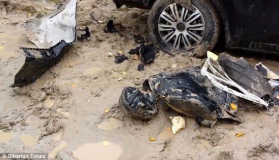 棕熊毀車報復獵人