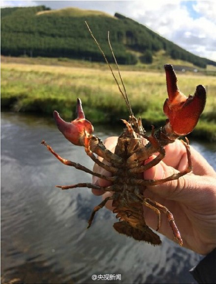 蘇格蘭小龍蝦泛濫成災