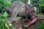 云南野生象遭砍頭取象牙 鼻子被仍在一邊