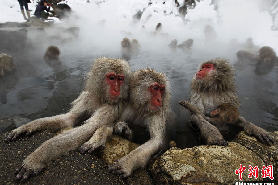 日本猴子邊泡溫泉邊玩手機