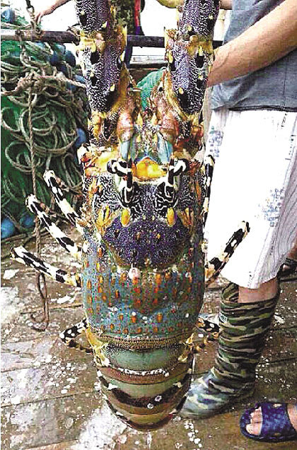 浙江漁民捕到近1米長神蝦