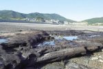 舟山發(fā)現(xiàn)千年古木層遺跡 距今至少六千年
