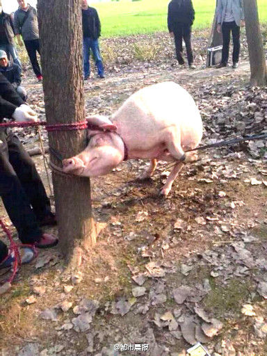 江蘇2歲男童被母豬咬死