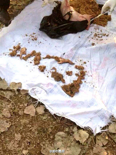 江蘇2歲男童被母豬咬死