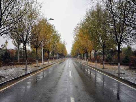 南方樹葉還很綠,內蒙古已經秋葉落盡