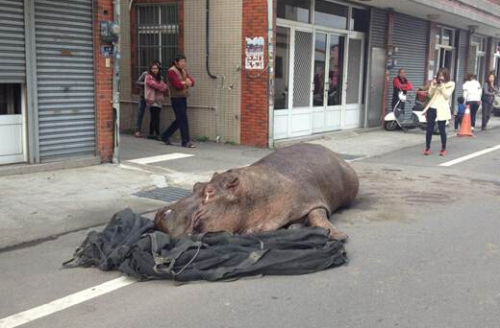 河馬摔斷牙流眼淚哭了