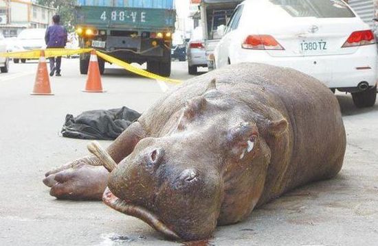 摔車河馬死亡