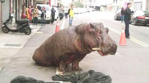 摔車河馬死亡