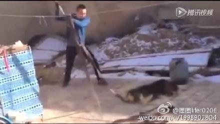 男子鐵鍬虐狗事件遭人肉