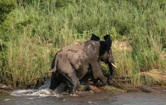 大象和鱷魚誰厲害:大象被咬住鼻子好疼哦
