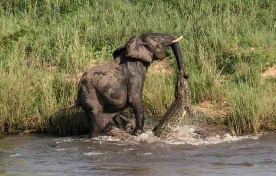 大象和鱷魚誰厲害:大象被咬著鼻子把鱷魚拖行了好幾米