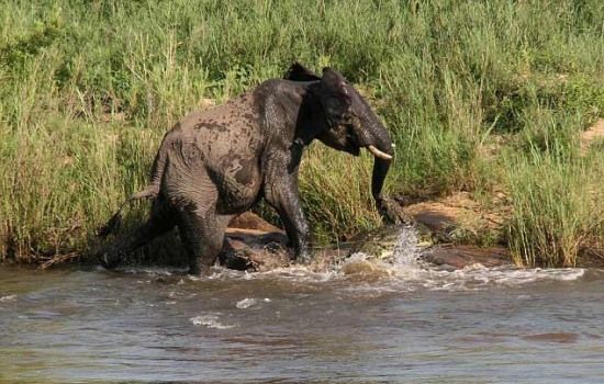 大象和鱷魚誰厲害:鱷魚真要吃大象還是大象喝水驚嚇鱷魚引發的打斗?