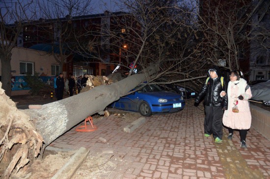 北京大風刮倒大樹