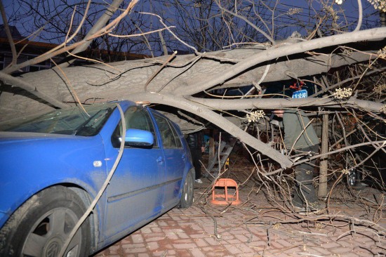 北京大風刮倒大樹