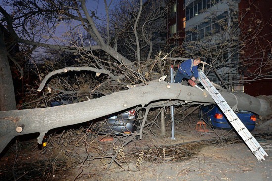 北京大風刮倒大樹