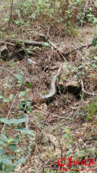 東莞2米長巨蟒