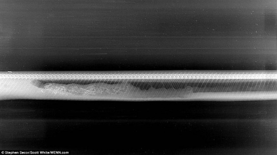 緬甸蟒蛇吞食鱷魚后的消化過程