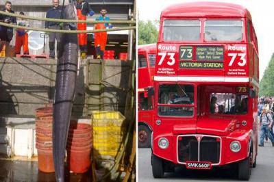 漁民捕獲巨型鰻魚