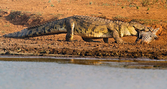 鱷魚嘴里叼著食物