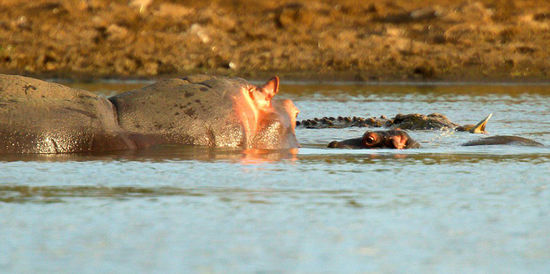鱷魚向河馬靠近