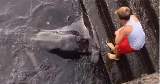 外國一男孩與鰩魚成好友