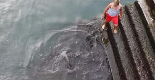 外國一男孩與鰩魚成好友