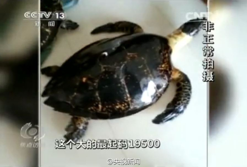 百歲龜遭開(kāi)水燙死