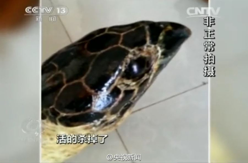 百歲龜遭開(kāi)水燙死