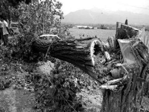 西安街頭大風刮斷大樹 過路男子被砸身亡