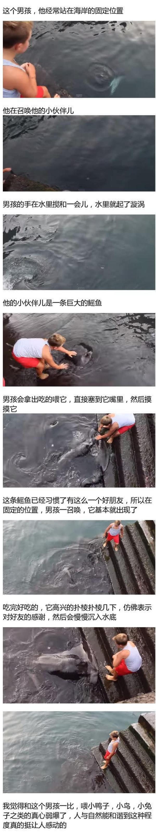 男孩與鰩魚成好友