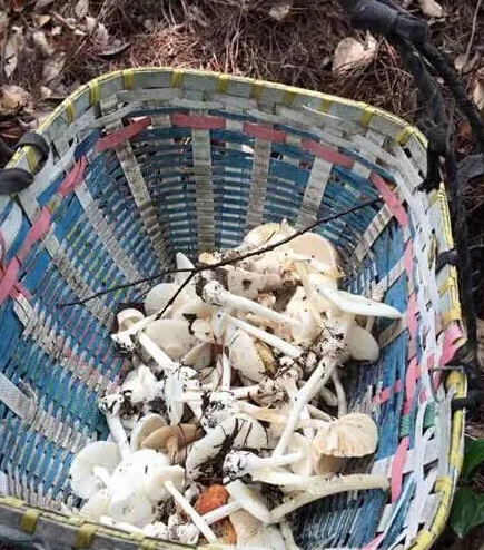 橋下一家六口吃野蘑菇中毒