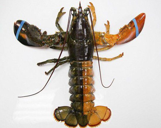 美國捕獲雙色龍蝦