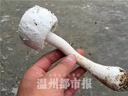 溫州野蘑菇事件2人身亡4人重癥搶救 系白毒鵝膏菌
