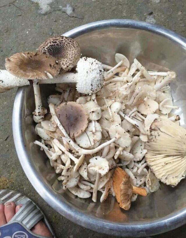 溫州野蘑菇事件2人身亡4人重癥搶救 系白毒鵝膏菌