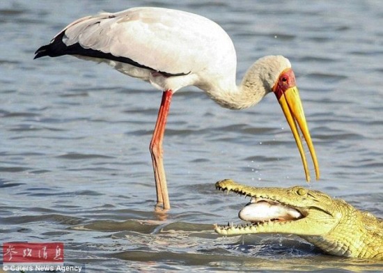 鱷魚和鸛