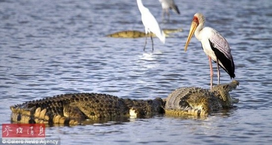 鱷魚和鸛