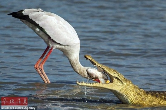 鱷魚和鸛