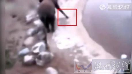 大象身體爆炸粉碎視頻截圖