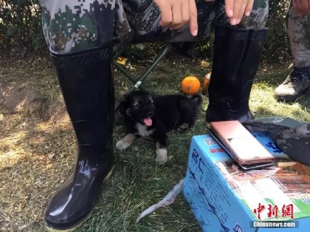 濱海爆炸現場發現幸存小狗生化