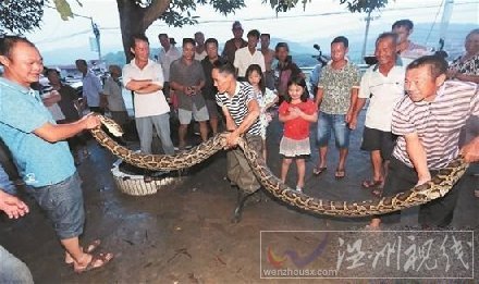 七旬農夫戰巨蟒圖片