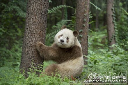 陜西秦嶺發現棕白色熊貓圖片