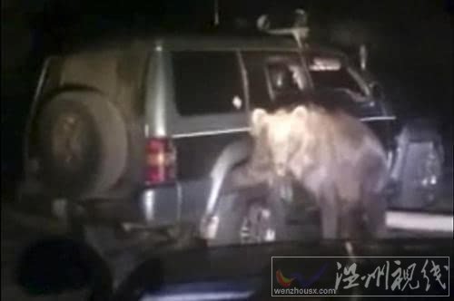 變態司機碾壓巨熊截圖