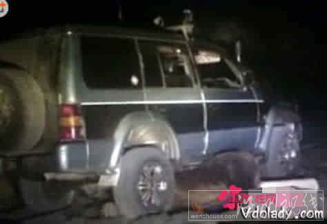 變態司機碾壓巨熊圖片