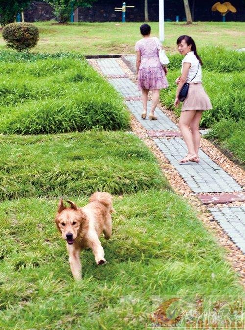 黃石女子被大狗撞倒