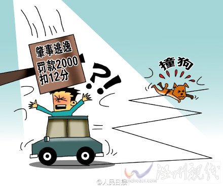 衢州男子撞狗逃離被扣12分還有罰款