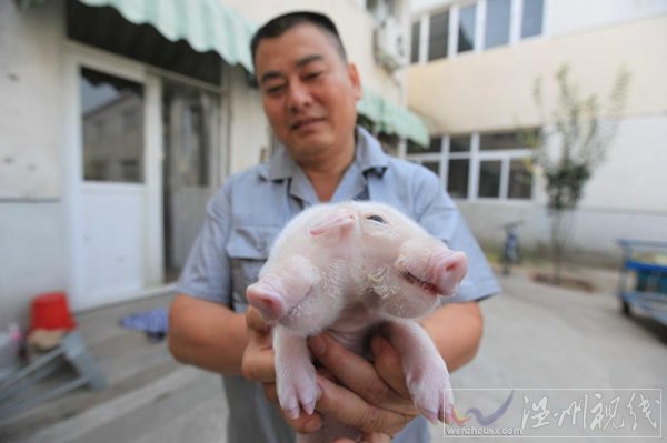 天津現雙頭豬現已死亡