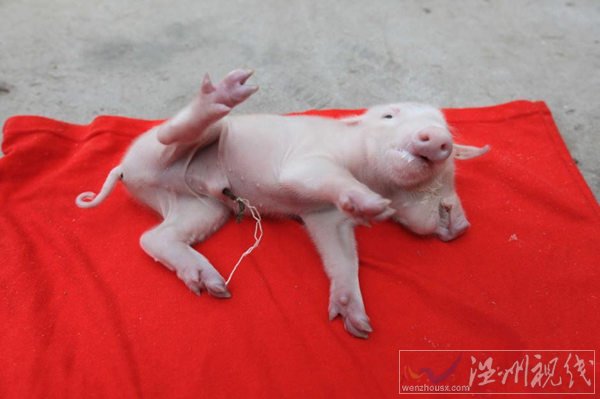 天津雙頭豬照片