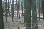 景區(qū)紀念竹林 四川竹海開設(shè)景區(qū)紀念竹林