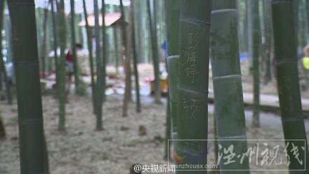 景區紀念竹林給游客刻字