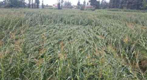 云南暴雨引起洪澇災害